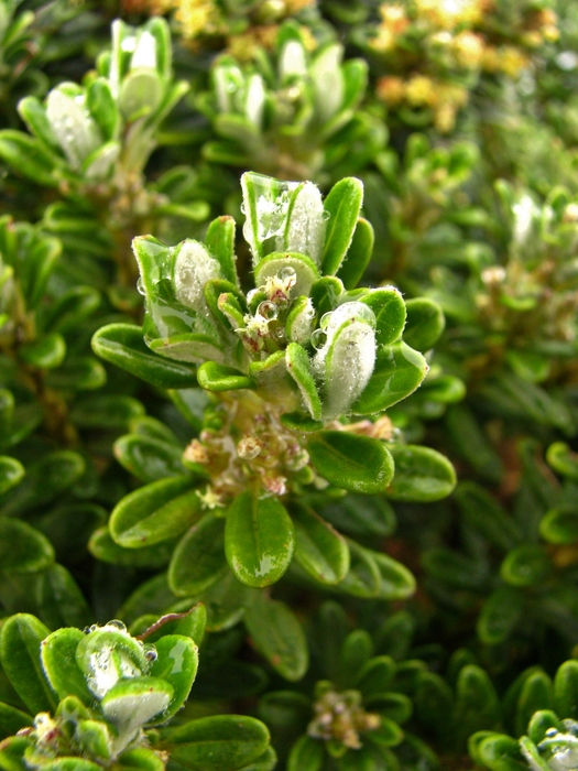 Baccharis floccosa Deble & A.S.Oliveira Baccharis floccosa Deble & A.S.Oliveira