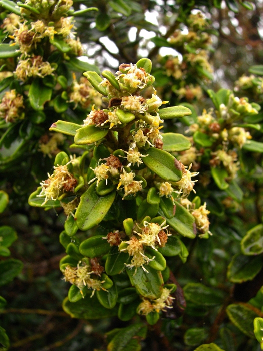 Baccharis floccosa Deble & A.S.Oliveira Baccharis floccosa Deble & A.S.Oliveira