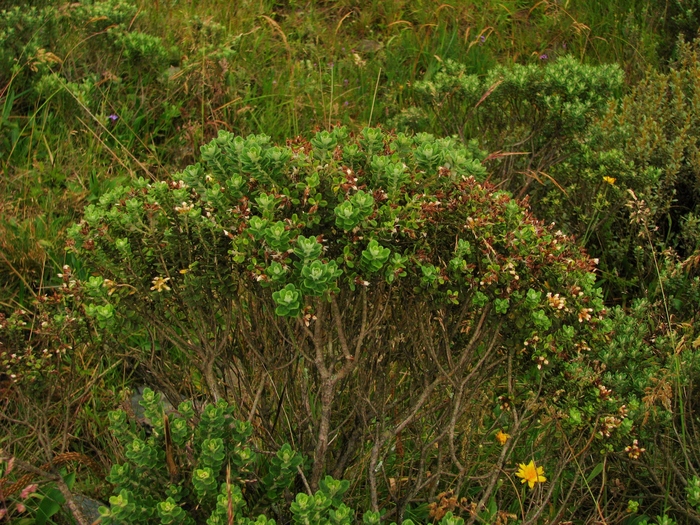 Baccharis floccosa Deble & A.S.Oliveira Baccharis floccosa Deble & A.S.Oliveira