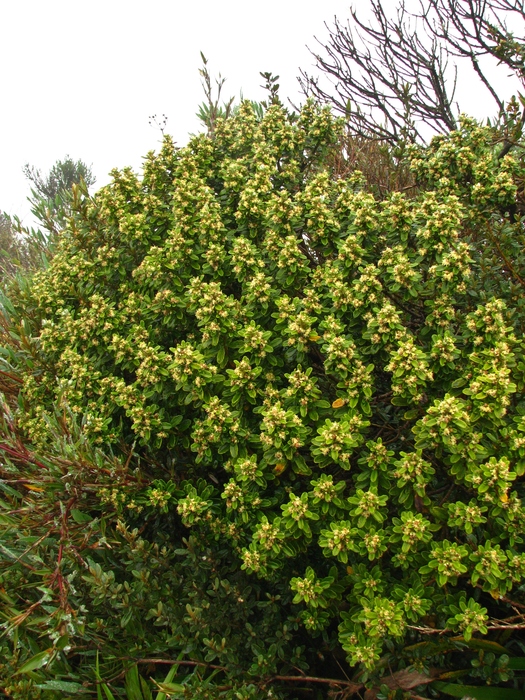 Baccharis floccosa Deble & A.S.Oliveira Baccharis floccosa Deble & A.S.Oliveira
