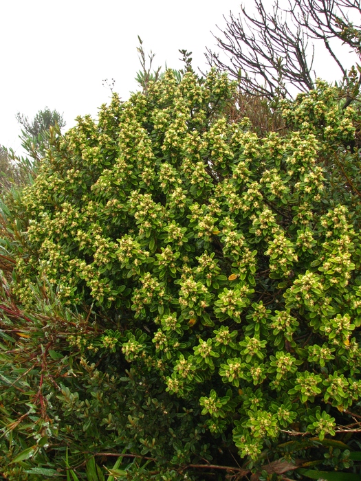 Baccharis floccosa Deble & A.S.Oliveira