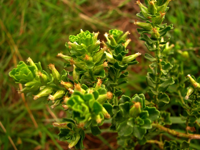 Baccharis cultrata Baker