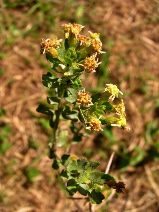 Baccharis cultrata Baker