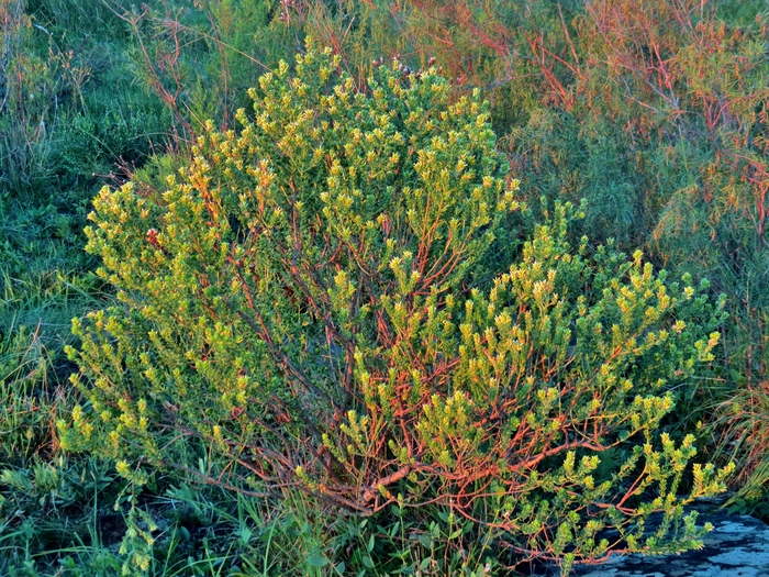 Baccharis cultrata Baker