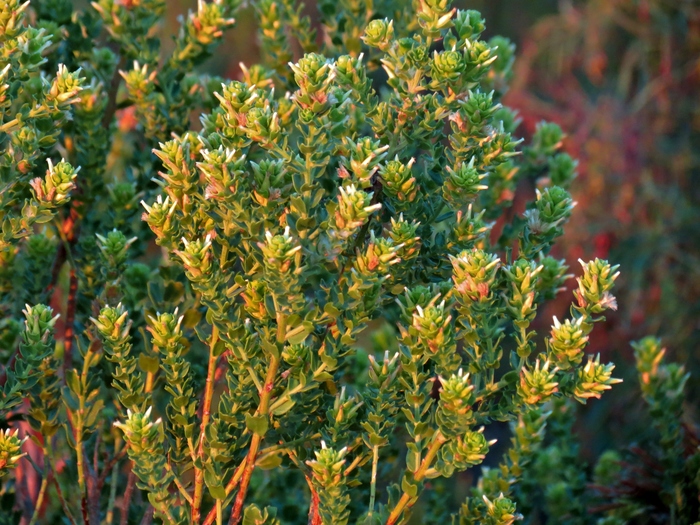 Baccharis cultrata Baker