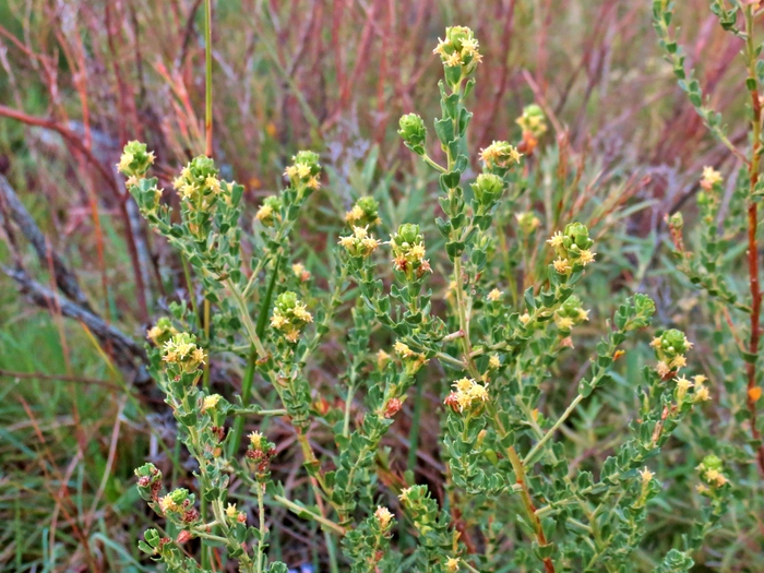 Baccharis cultrata Baker