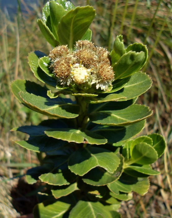 Baccharis umbellata G.Heiden & Ribas