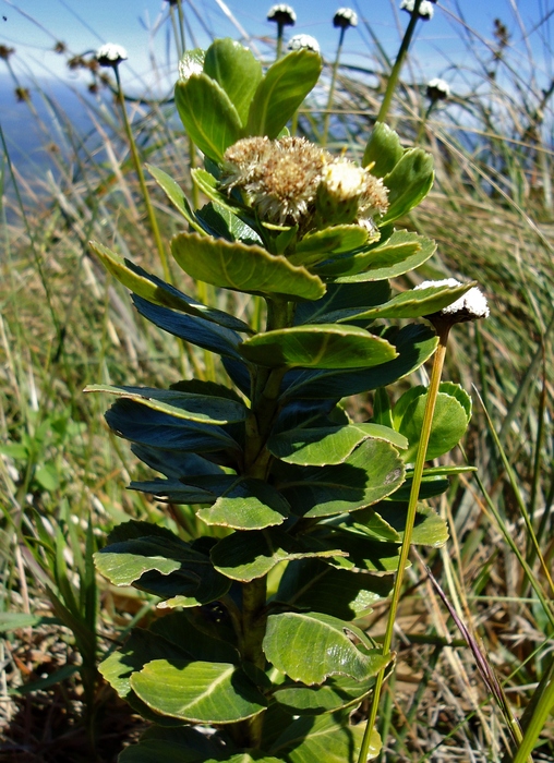 Baccharis umbellata G.Heiden & Ribas