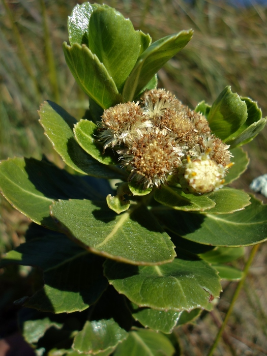 Baccharis umbellata G.Heiden & Ribas Baccharis umbellata G.Heiden & Ribas