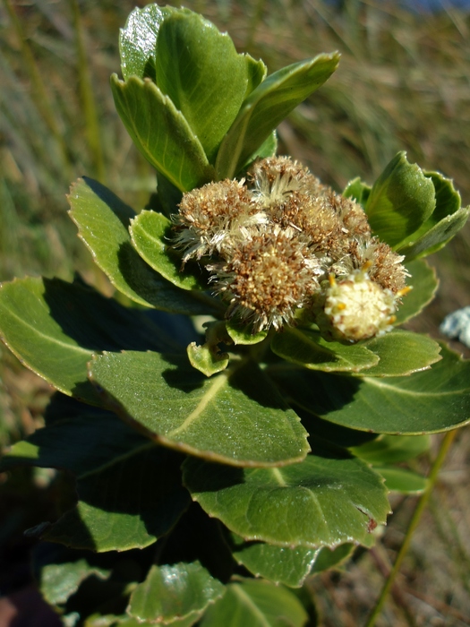 Baccharis umbellata G.Heiden & Ribas