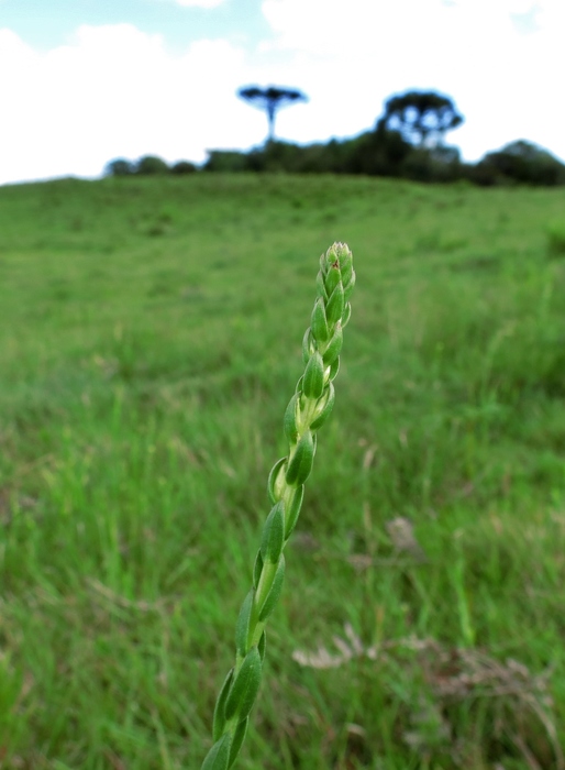 Baccharis hypericifolia Baker