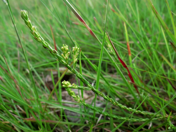 Baccharis hypericifolia Baker Baccharis hypericifolia Baker