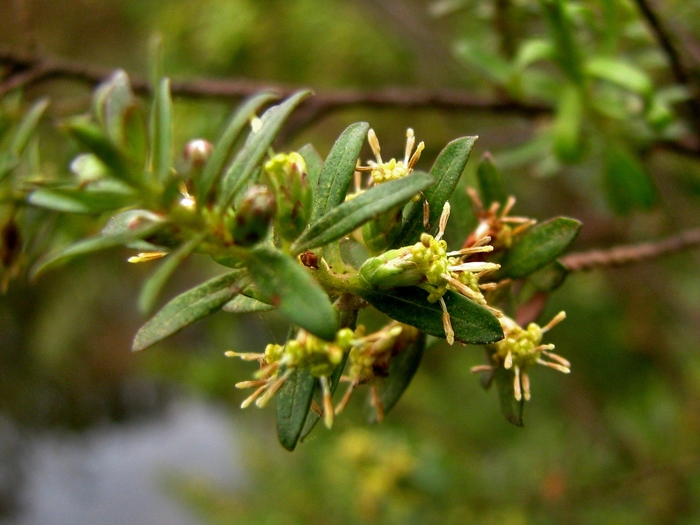 Baccharis leptospermoides DC. Baccharis leptospermoides DC.