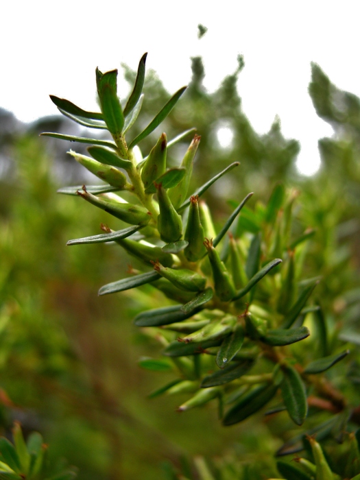 Baccharis leptospermoides DC. Baccharis leptospermoides DC.