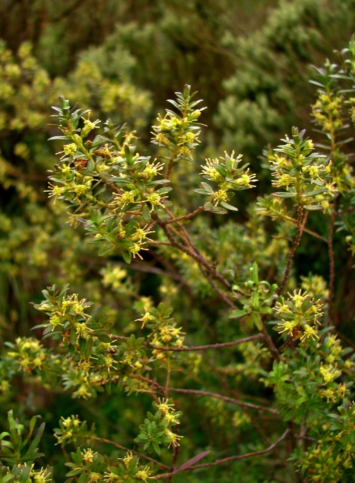 Baccharis leptospermoides DC. Baccharis leptospermoides DC.