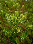 Baccharis leptospermoides DC.