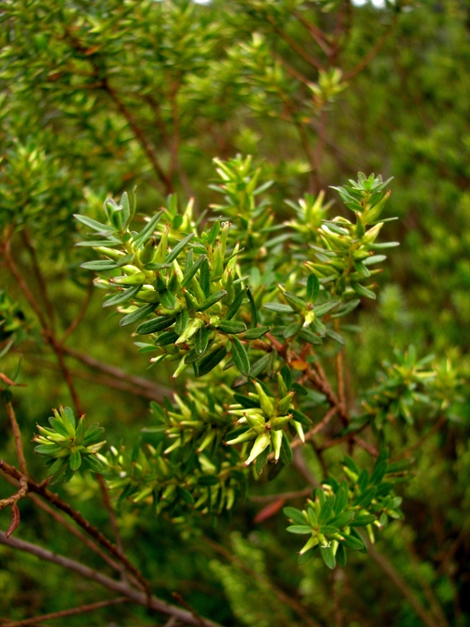 Baccharis leptospermoides DC. Baccharis leptospermoides DC.