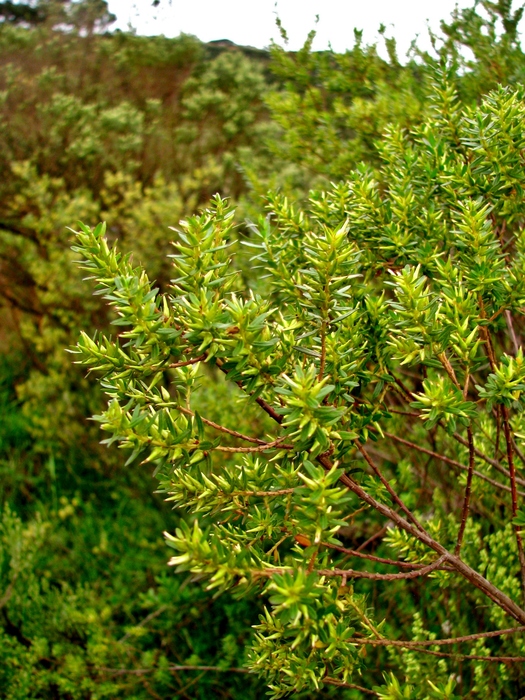 Baccharis leptospermoides DC. Baccharis leptospermoides DC.