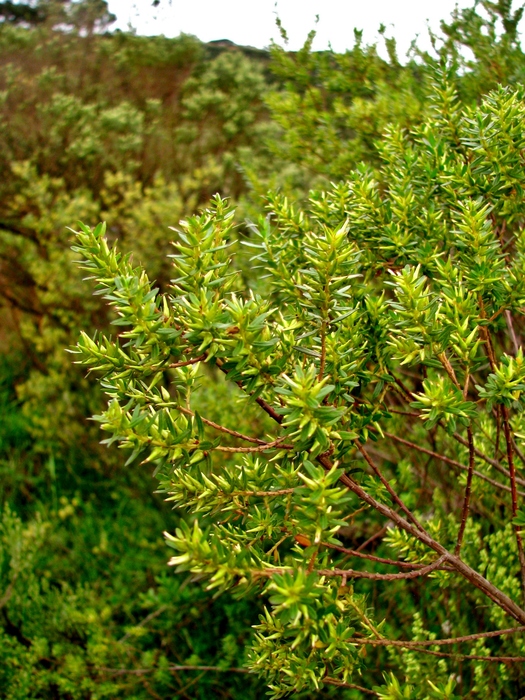 Baccharis leptospermoides DC.