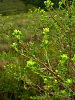 Baccharis sphenophylla Dusén ex Malme