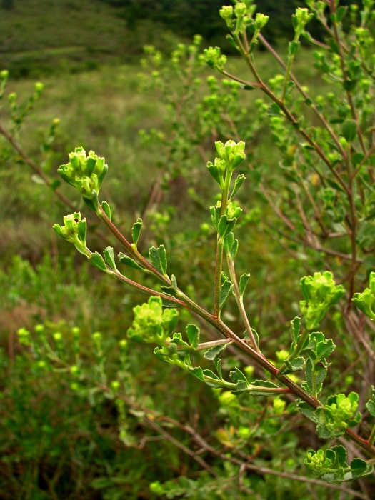 Baccharis sphenophylla Dusén ex Malme Baccharis sphenophylla Dusén ex Malme