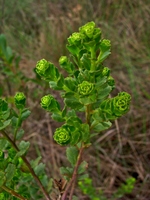 Baccharis sphenophylla Dusén ex Malme