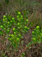 Baccharis sphenophylla Dusén ex Malme