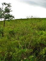 Baccharis sphenophylla Dusén ex Malme