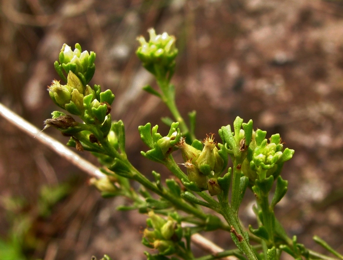 Baccharis trilobata A.S.Oliveira & Marchiori