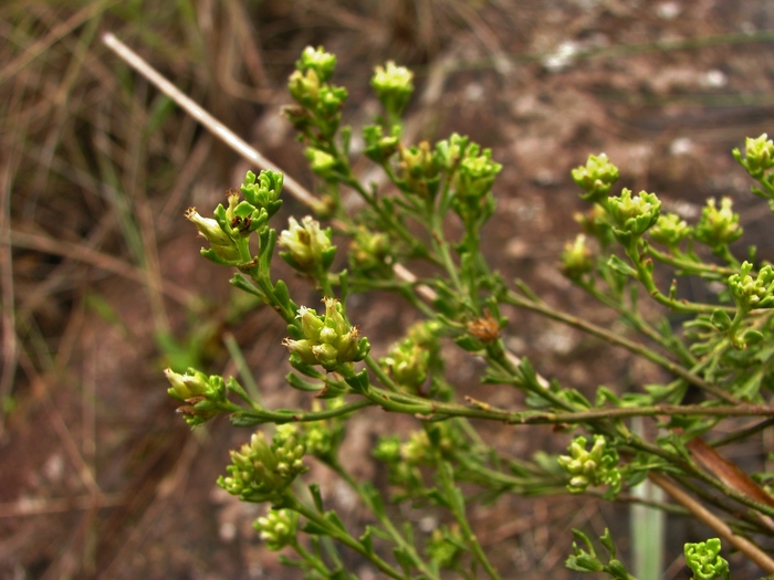 Baccharis trilobata A.S.Oliveira & Marchiori