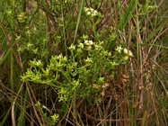 Baccharis trilobata A.S.Oliveira & Marchiori