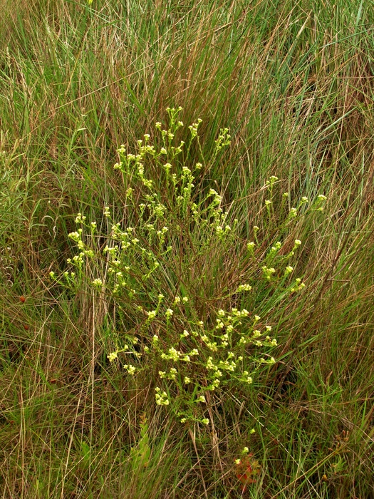 Baccharis trilobata A.S.Oliveira & Marchiori