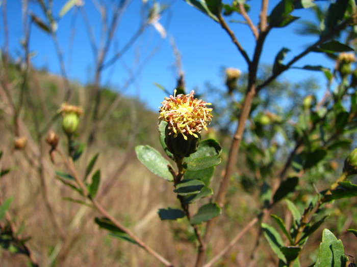 Baccharis trineura Soria & Zardini