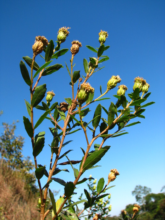 Baccharis trineura Soria & Zardini