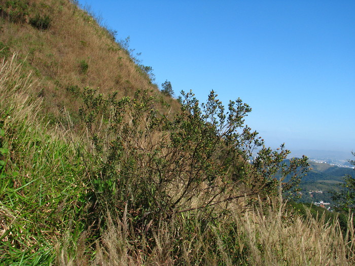 Baccharis trineura Soria & Zardini