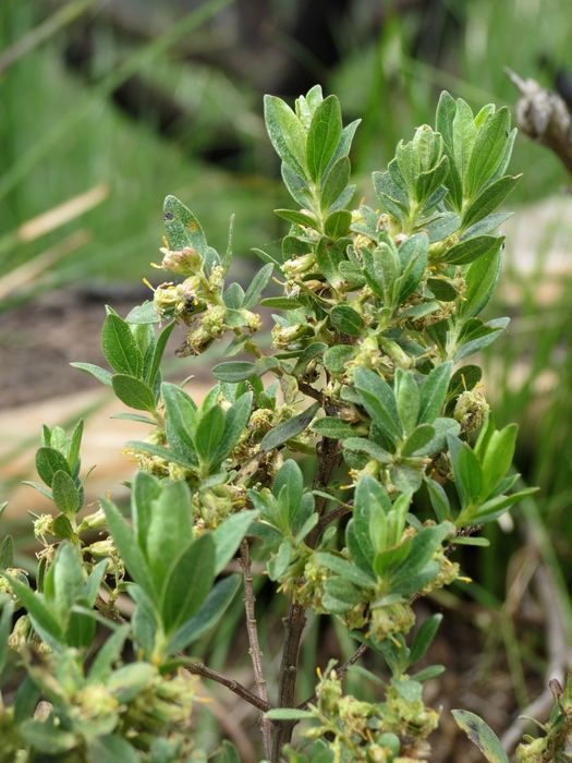 Baccharis lymanii G.M.Barroso ex G.Heiden Baccharis lymanii G.M.Barroso ex G.Heiden