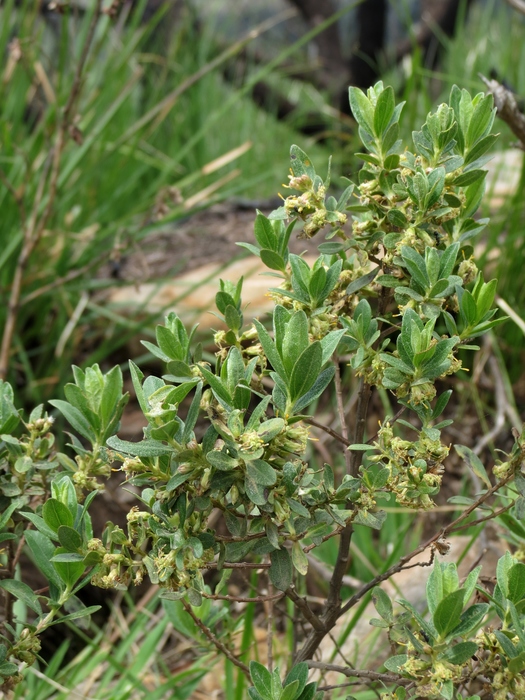 Baccharis lymanii G.M.Barroso ex G.Heiden