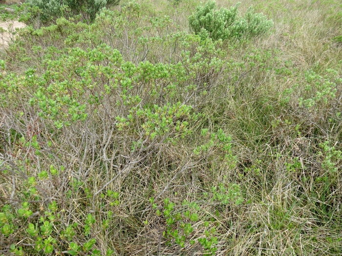 Baccharis lymanii G.M.Barroso ex G.Heiden