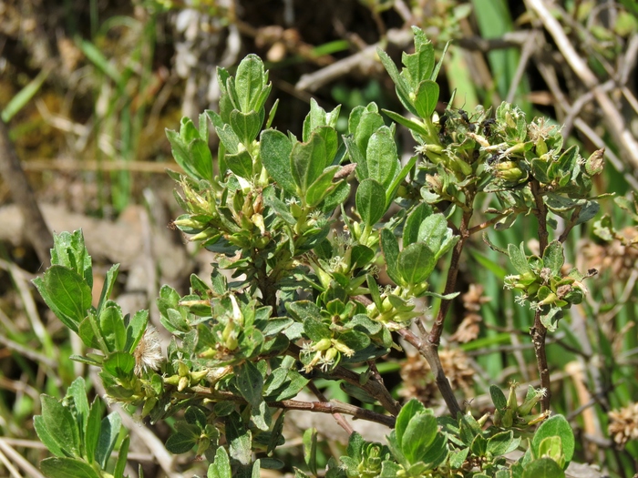 Baccharis lymanii G.M.Barroso ex G.Heiden