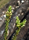 Baccharis minutiflora Mart. ex Baker