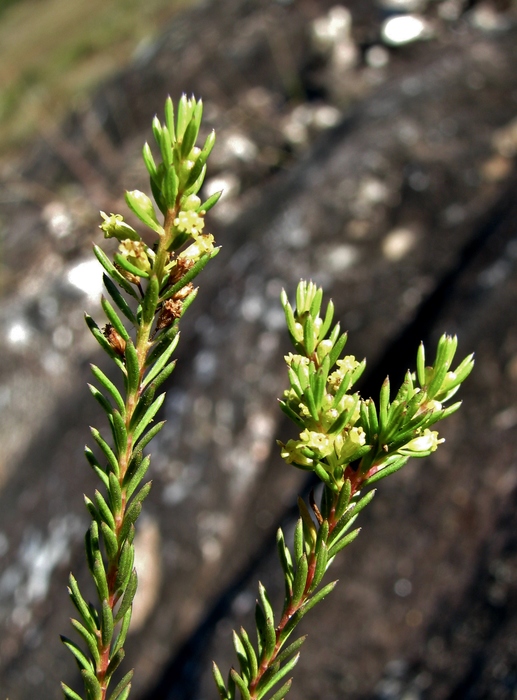 Baccharis minutiflora Mart. ex Baker Baccharis minutiflora Mart. ex Baker