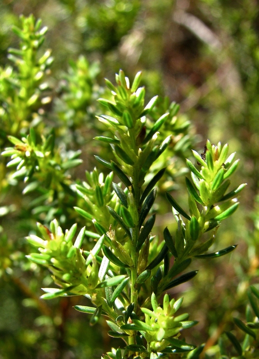 Baccharis minutiflora Mart. ex Baker Baccharis minutiflora Mart. ex Baker