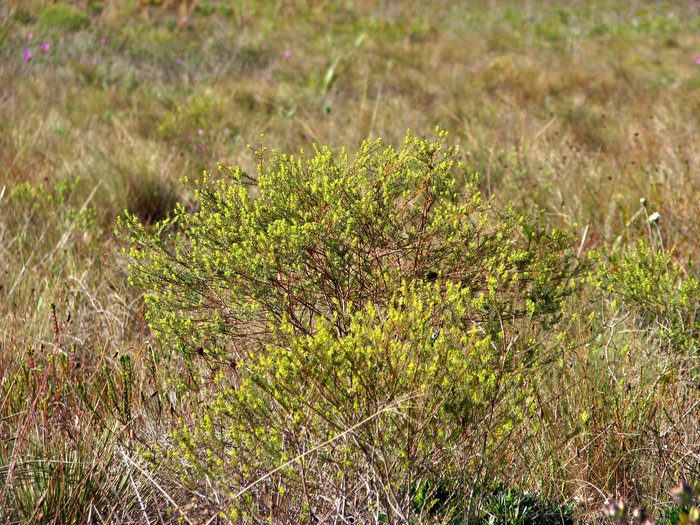 Baccharis minutiflora Mart. ex Baker