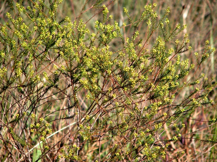 Baccharis minutiflora Mart. ex Baker Baccharis minutiflora Mart. ex Baker