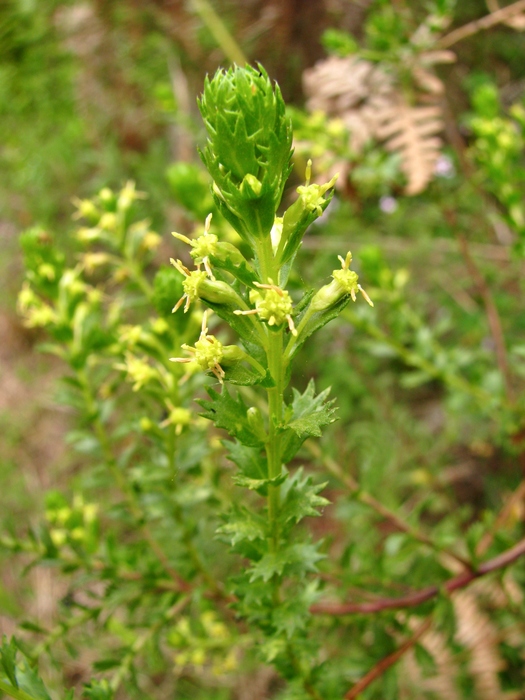 Baccharis incisa Hook. & Arn. Baccharis incisa Hook. & Arn.