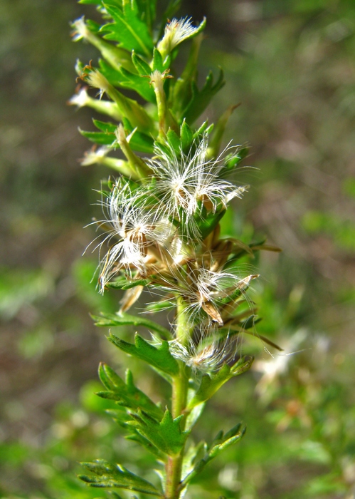Baccharis incisa Hook. & Arn. Baccharis incisa Hook. & Arn.