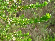 Baccharis incisa Hook. & Arn.
