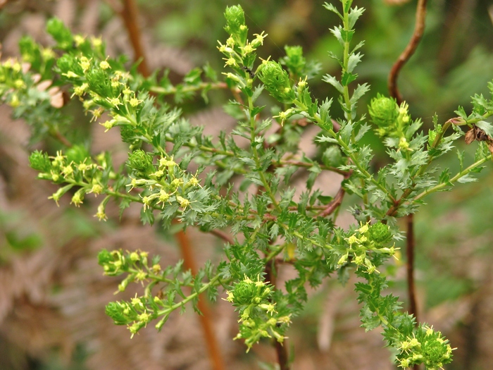 Baccharis incisa Hook. & Arn. Baccharis incisa Hook. & Arn.
