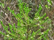 Baccharis incisa Hook. & Arn.