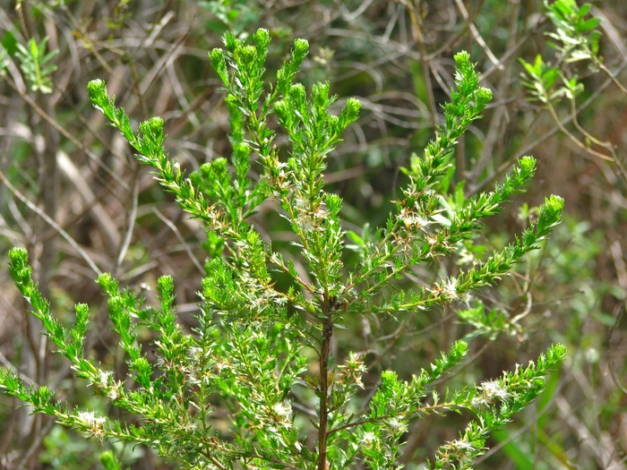 Baccharis incisa Hook. & Arn. Baccharis incisa Hook. & Arn.
